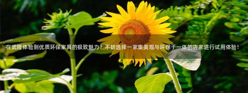 杏耀平台在哪里：在武隆体验到优质环保家具的极致魅力？不妨选择